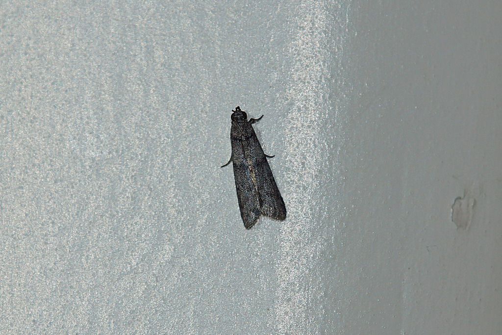 falena id - Cfr. Apomyelois ceratoniae